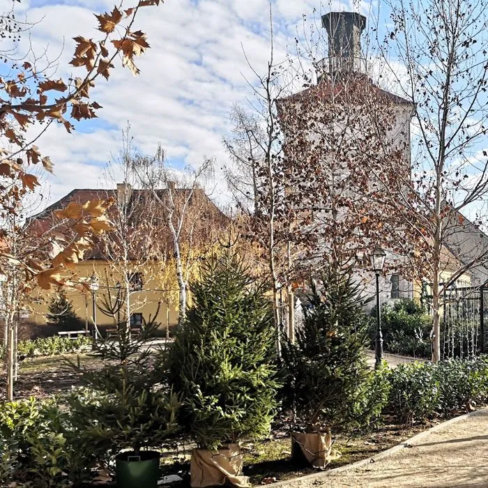 Mlada drvca u gradskom parku