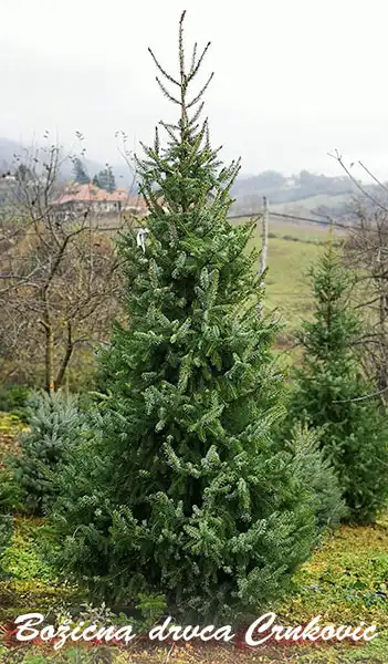 Omorika 220-240cm