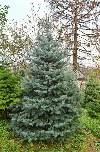 Srebrna smreka rezano